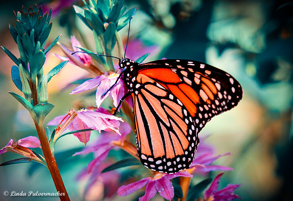 DSC_0016-Monarch Butterfly