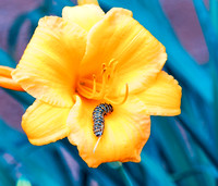 DSC_0186-Caterpillar