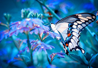 DSC_0087-