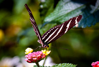 DSC_0013-