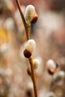 _DSC6224First Buds Of Spring
