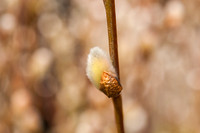 _DSC6227-First Bud Of Spring