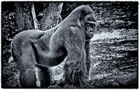 DSC_0155_Silverback Gorilla