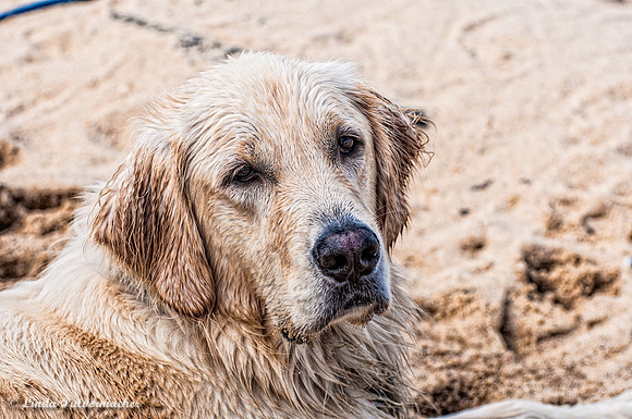 DSC_0117- Beach Dog