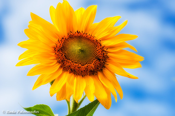 DSC_0124- Sun Flower Provincetown Clouds
