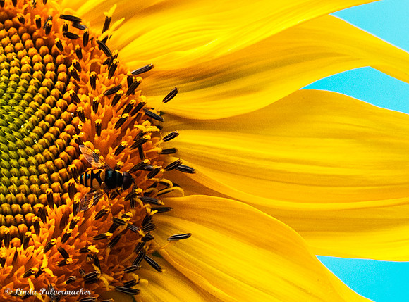 DSC_0125-Provincetown Sun Flower with Bee