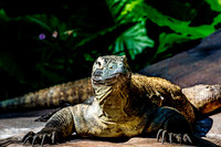 DSC_0196-