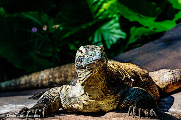 DSC_0196-
