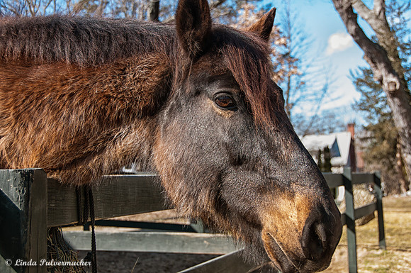 _DSC0310-Teddy