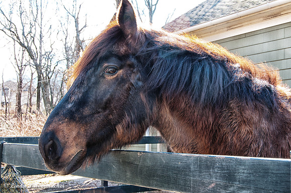 _DSC0301-Teddy