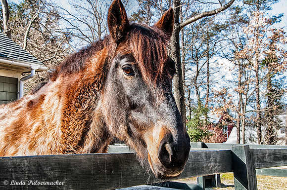 _DSC0292_Teddy