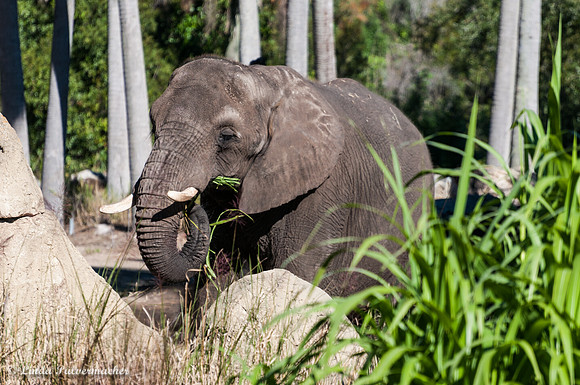 DSC_0031-2Elephant