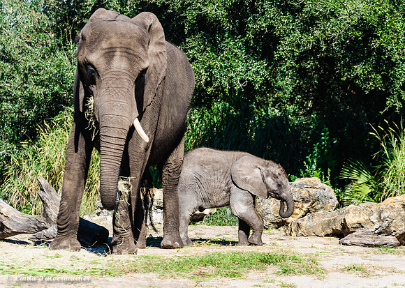 DSC_0032-2Elephant With Baby