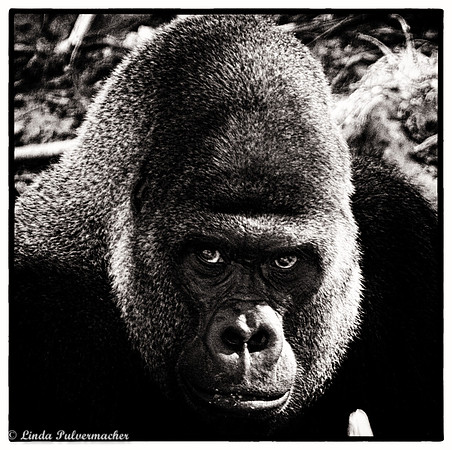 DSC_0148-Gorilla