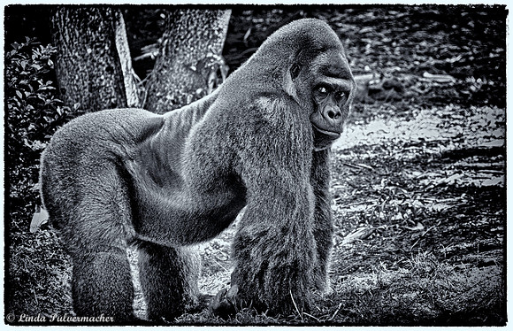 DSC_0155_Silver Back Gorilla