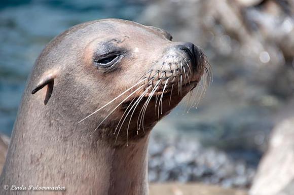 Seal