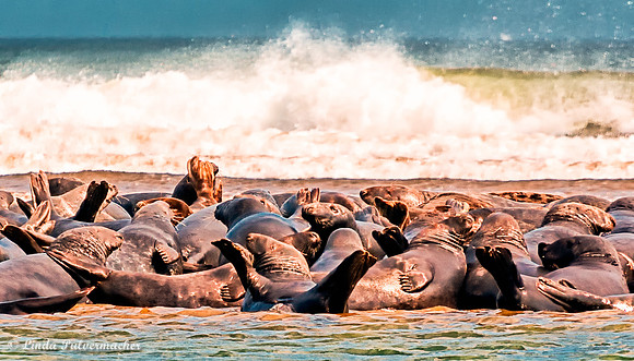 untitled-147-Sunning On The Sand Bar
