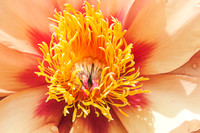 _DSC6313-Peony