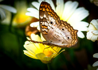 DSC_0062Butterfly On A Butter Cup