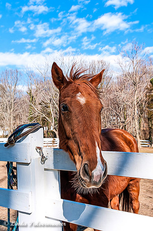 _DSC0329Reine Man