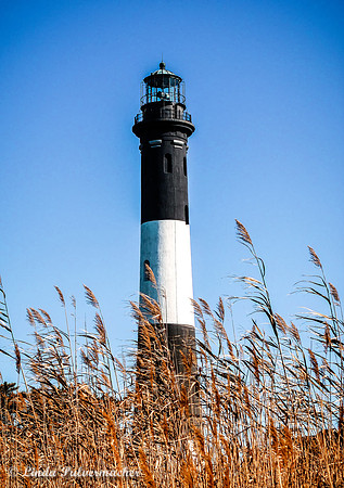 Fire Island Light Through The Reeds