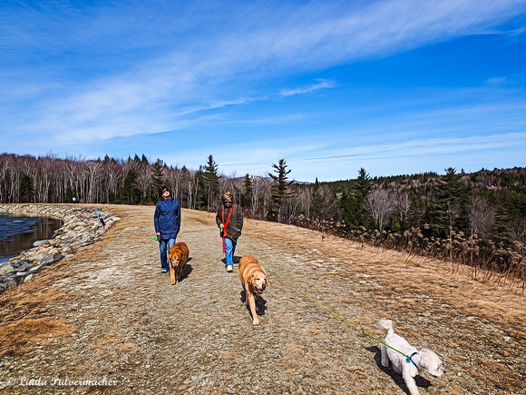 P3130926-Three dog Stroll At Stratton Pond