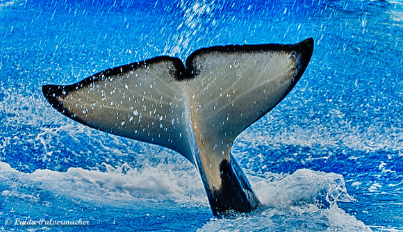 183-A Whales Tale
