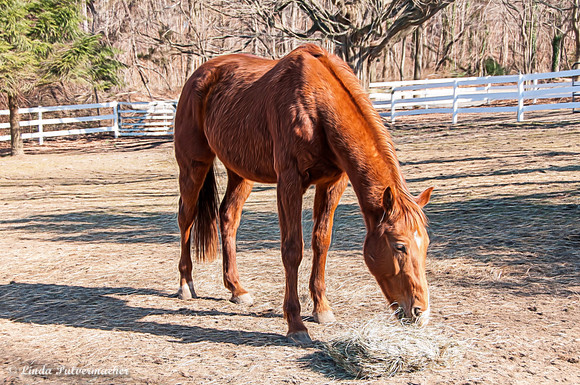 _DSC0358-Oh Let Me Graze