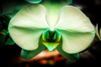 _DSC6189-Saint Patricks Day Orchid
