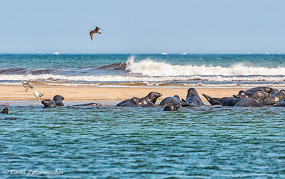 Restful Sandbar At High Meadow