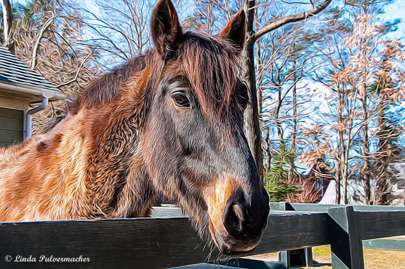 _DSC0292Teddy