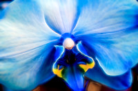 _DSC6185-Edit-Edit