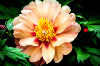_DSC6317-My Peony