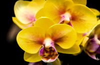 _DSC6183-Sunny