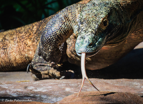DSC_0193-2-Raptor