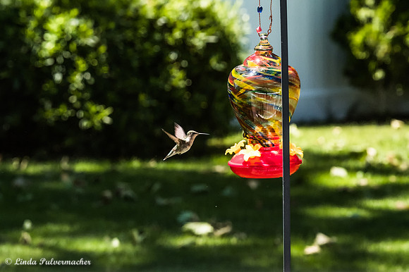DSC_0508-Hummingbird