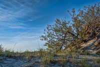 DSC_0287-Little Beach Tree In The Dunes
