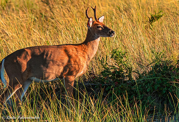 _DSC1827-I Hear Something