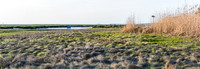 DSC_0176-Beach grass