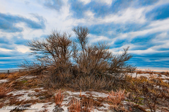 _DSC5965-Beach tree
