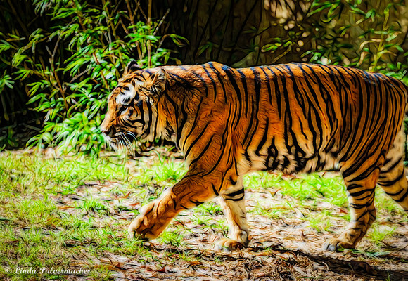 DSC_0218-2-On The Prowl