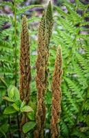 DSC_0362-Ferns In Hiding