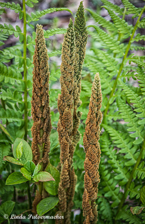 DSC_0362-Ferns In Hiding