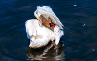 _DSC2011-Wake Me For Lunch