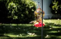 DSC_0511-Sweet nectar