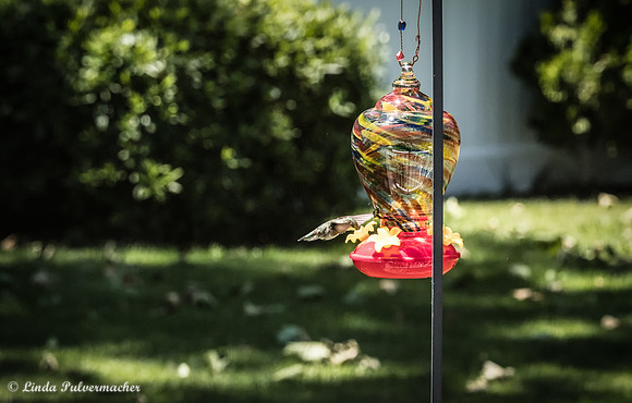 DSC_0511-Sweet nectar