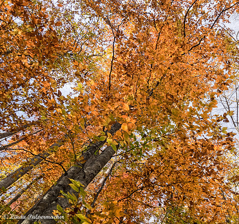 PB031110-Looking Up To fall