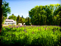 P6060592-Maines Field Of Flowers