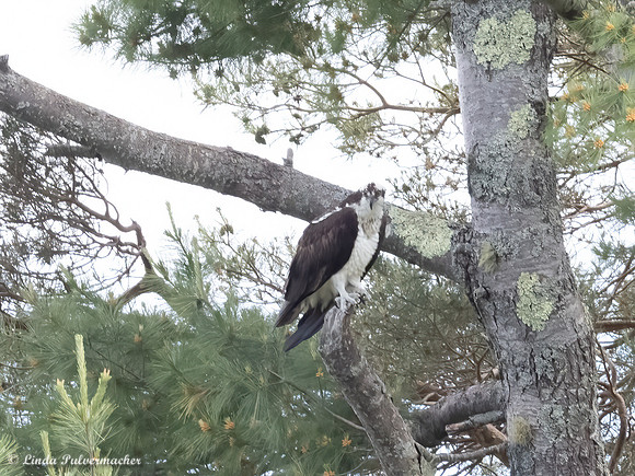 P6101078-Osprey Front View