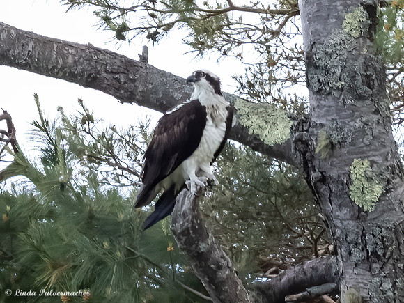 P6101117-Osprey Profile